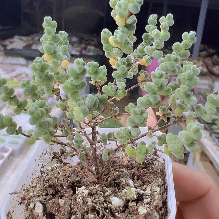莱斯枝干19包邮多肉植物