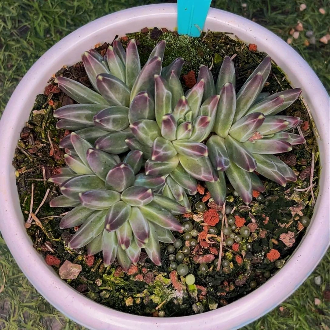 清**肉1906下午多肉植物群生