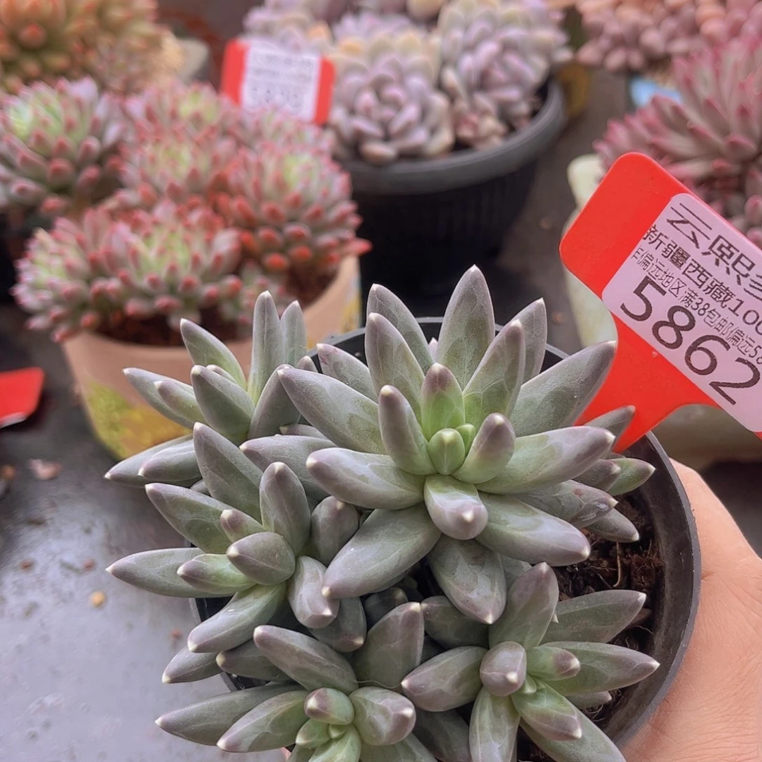 5862乌拉克拉多肉植物