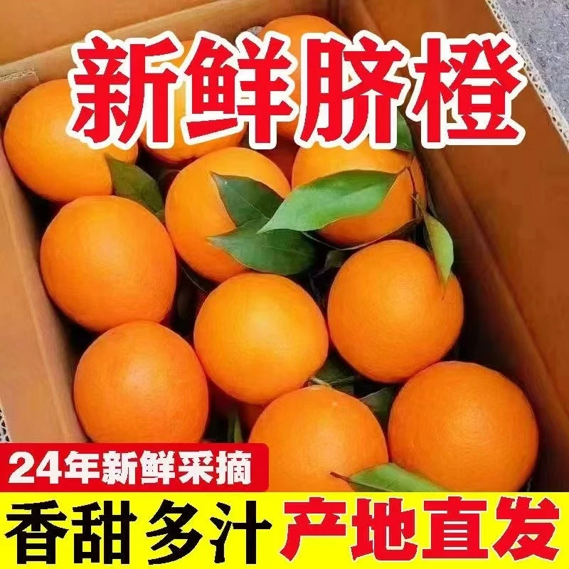 纽荷尔【高山脐橙】拍5斤送5斤带箱10斤正宗脐橙橙香浓郁现采现发L