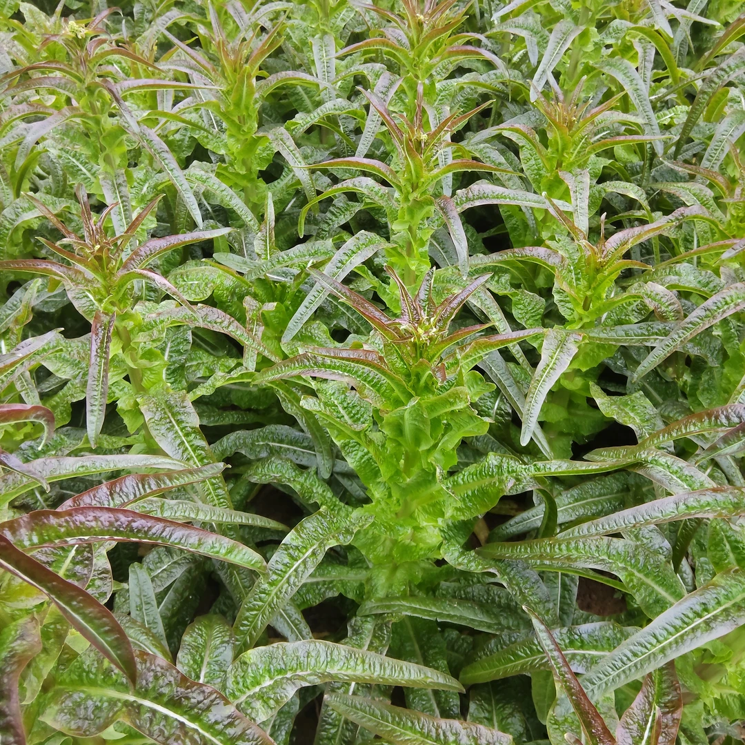 湖南农家露天种植莴笋