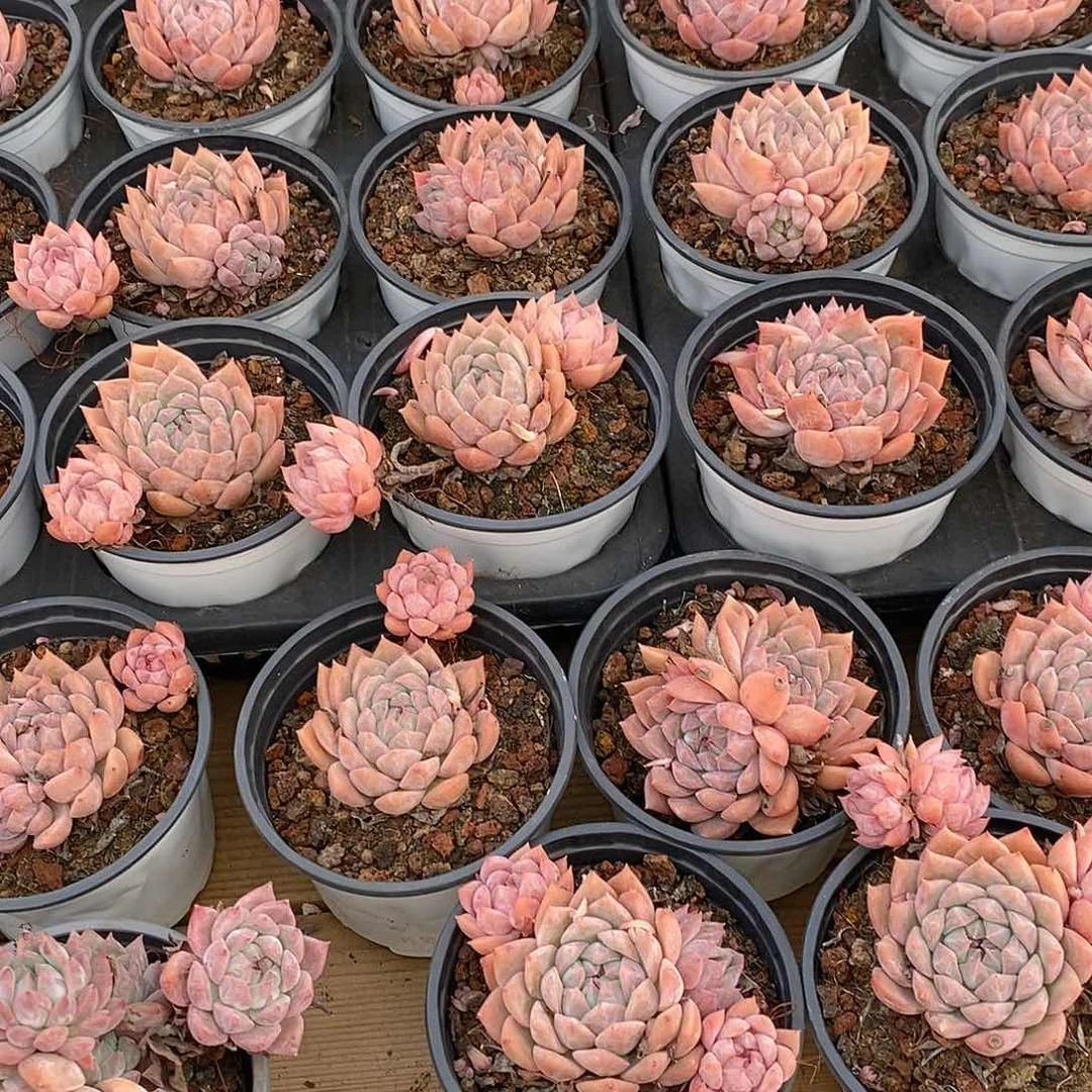 金汇园艺，团霜花