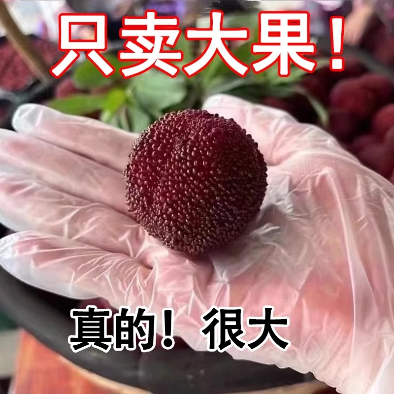 乒乓球大果正宗仙居东魁杨梅现摘现发顺丰26-35克次日达新鲜杨梅浙江省