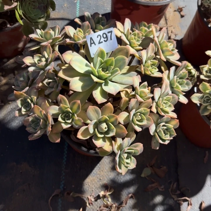 星辰多肉植物不包损297