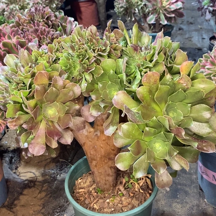 玫瑰缀多肉植物12