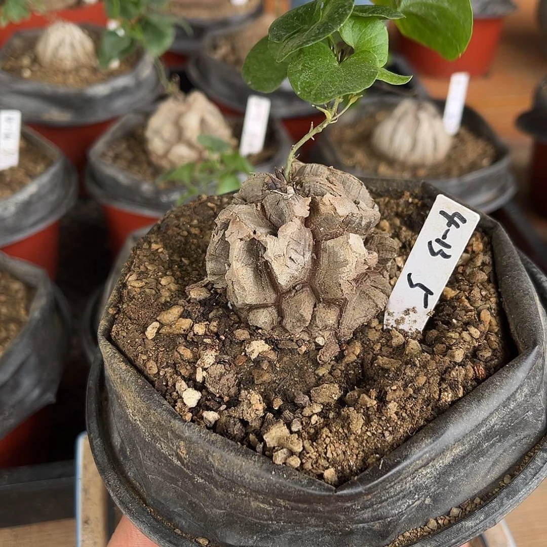 闪4-13南非龟甲龙