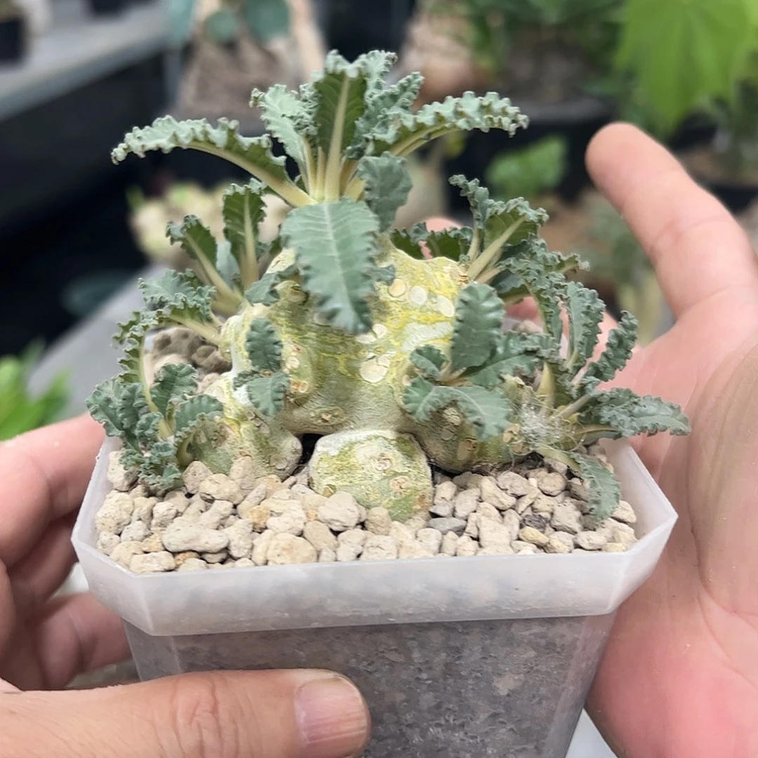 有***人矮霸椰子琉桑96666688888