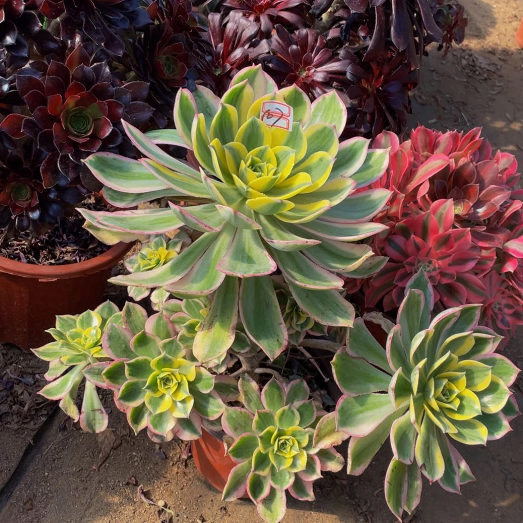 507鲜花老桩妖桩灿烂