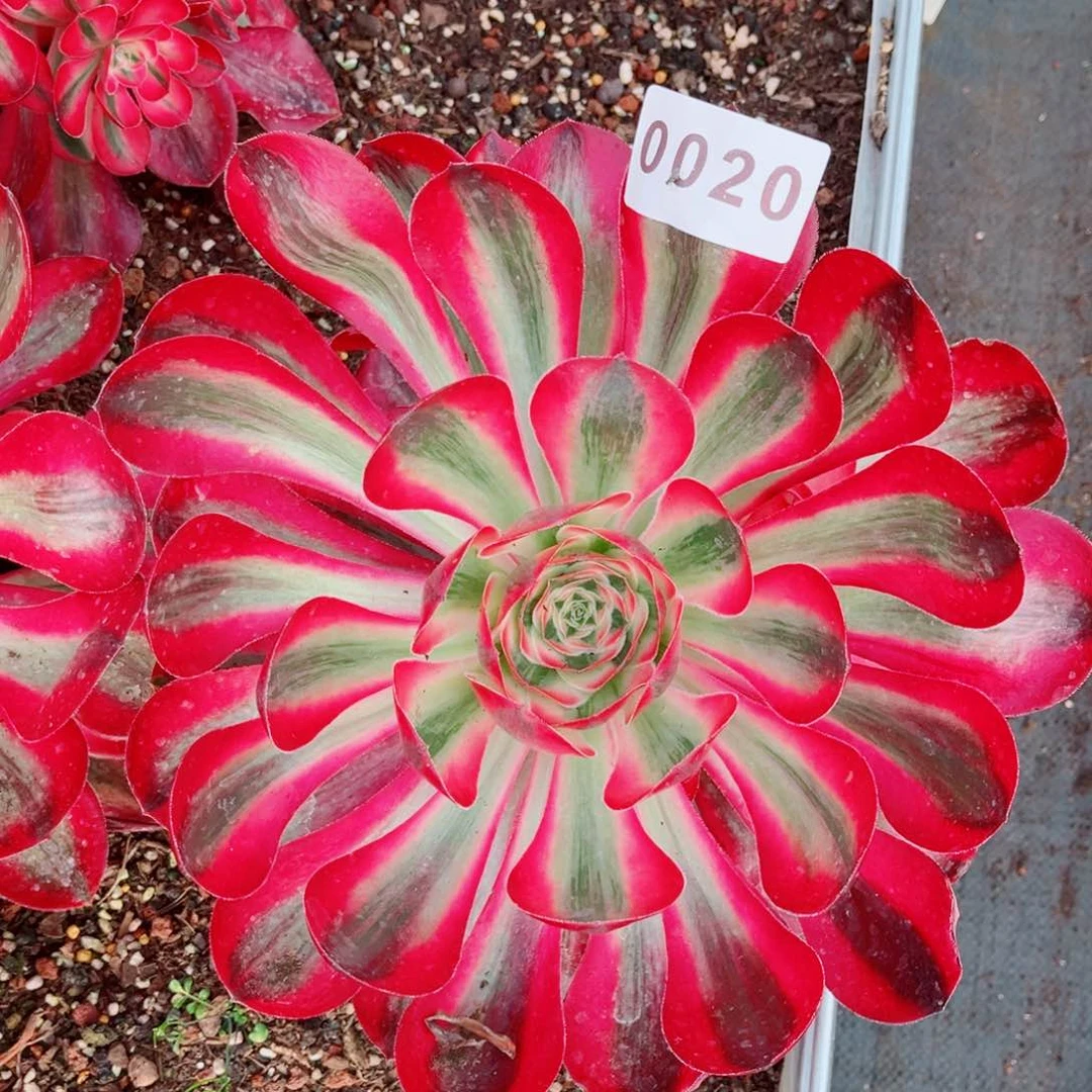 爱丽丝多肉发货发货