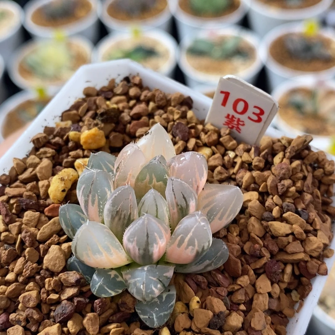 103霓虹灯变异十二卷多肉