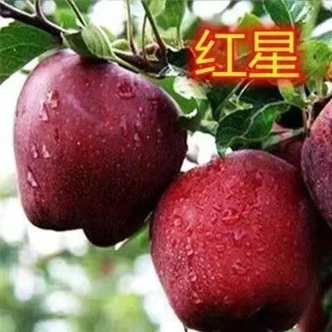 正宗红星苹果树苗嫁接苹果苗基地直发耐寒庭院阳台盆栽南北方种植