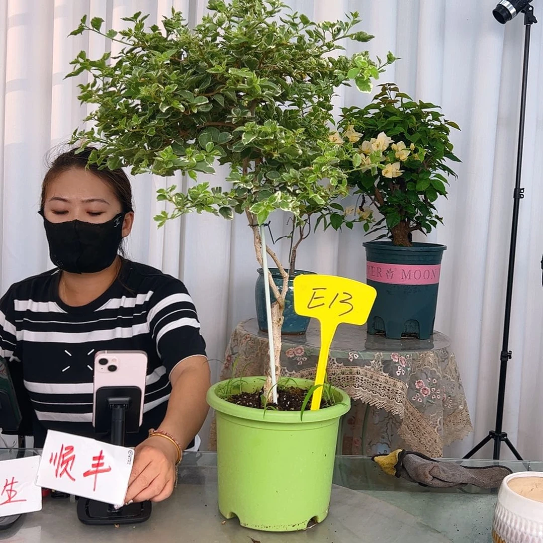 当前无花栽培后可以开花y*sE13少女心棒棒糖