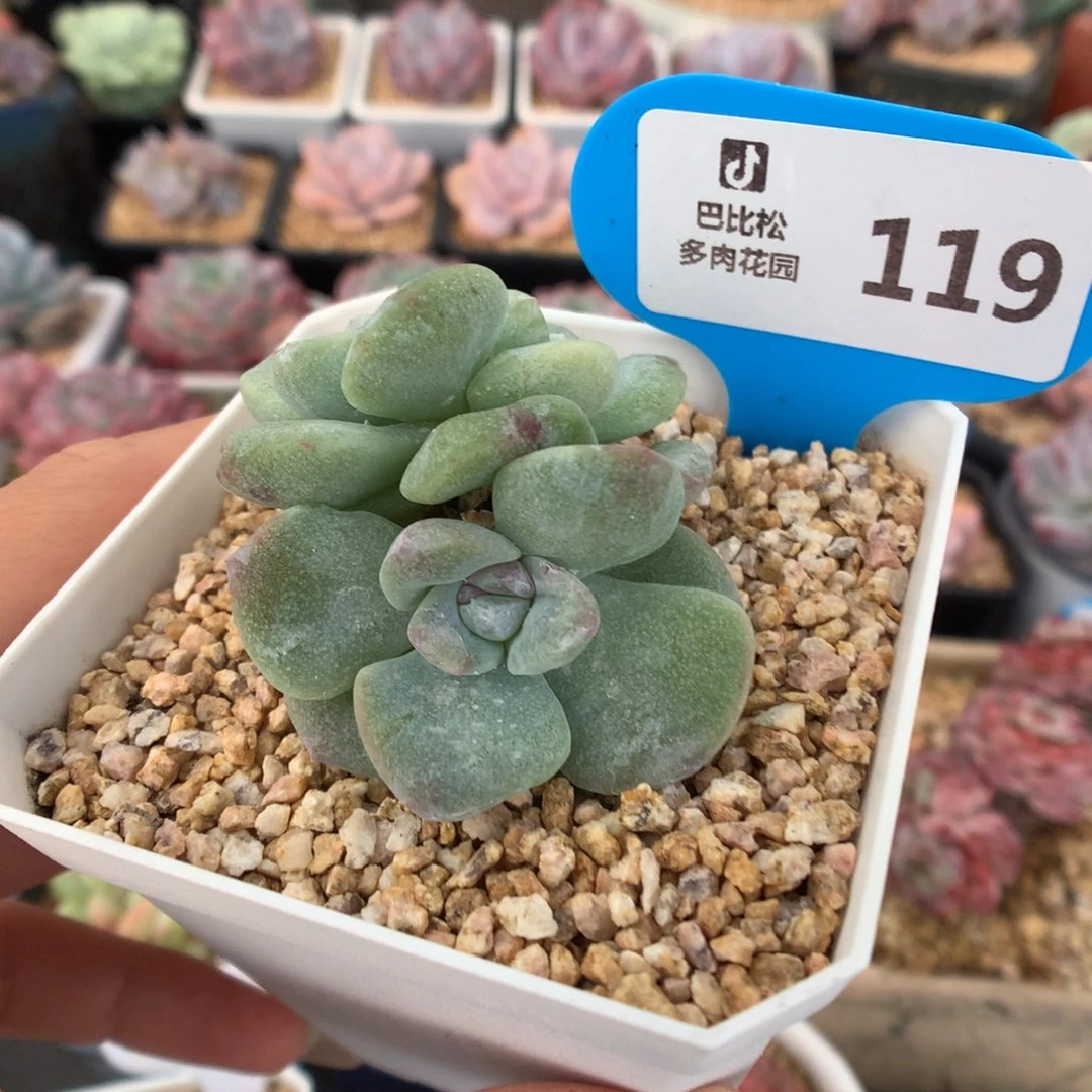 119双头双心冰玉石化多肉植物