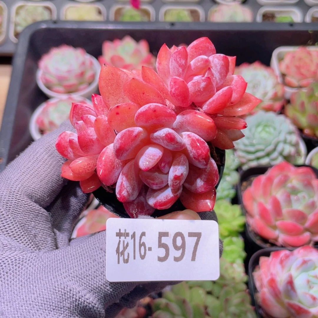花利美16-597橙梦露