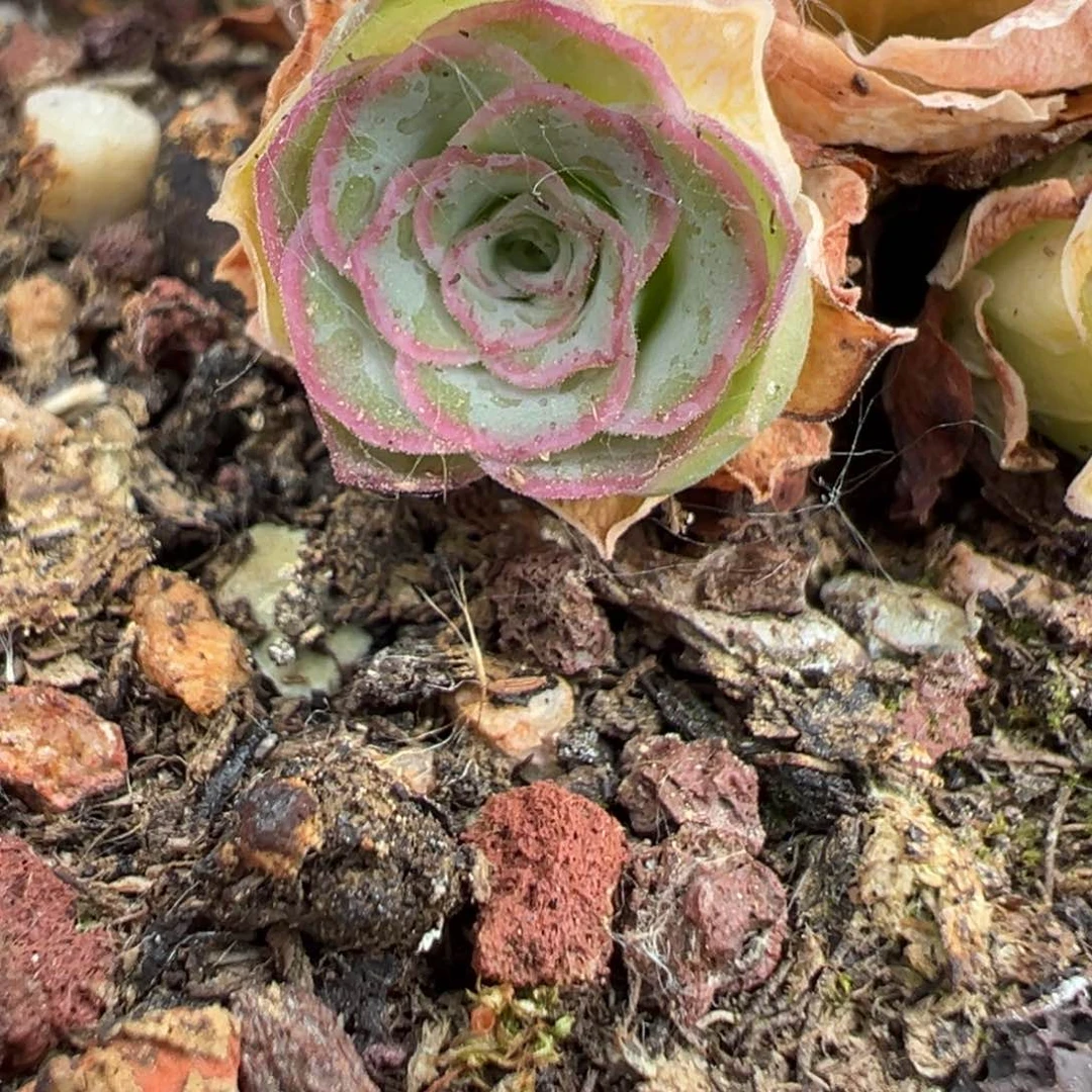 山地玫瑰。 3侧芽