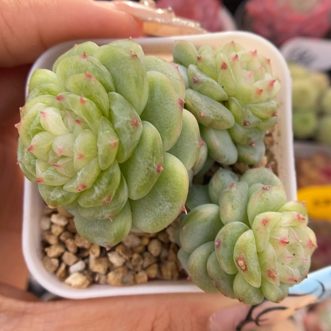 白晶体珍妮群生578号