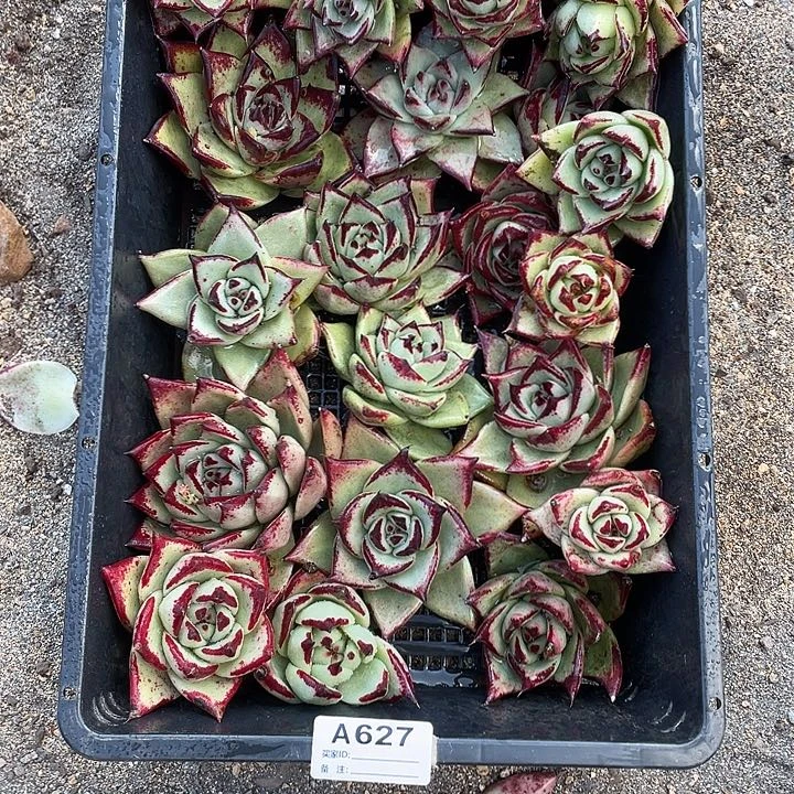 若如东云组拍A627