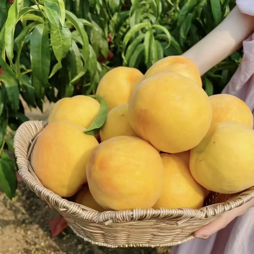【顺丰包邮3斤】红心锦绣黄桃当季超甜新鲜采摘果园直发