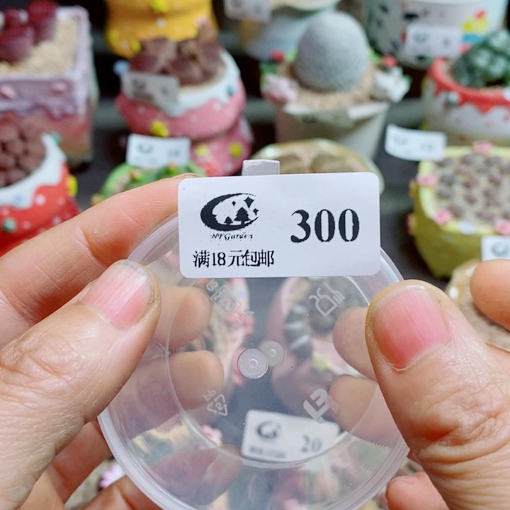 小***泡生石花花花花花花花300