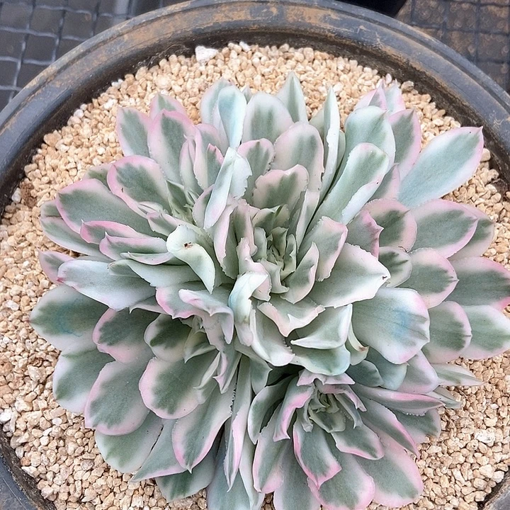 紫蝴蝶锦多肉植物