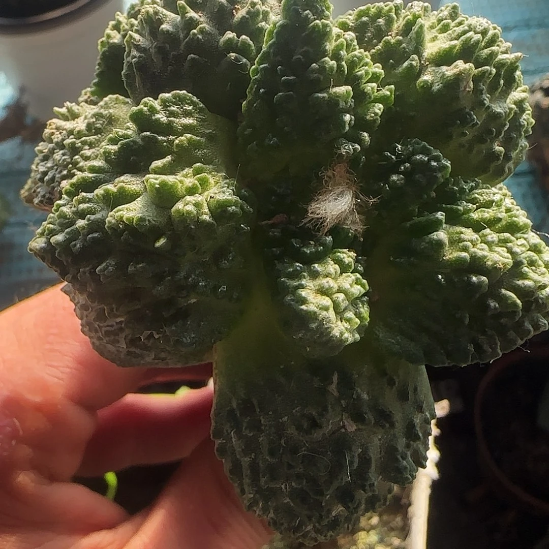 哥斯拉群头416仙人球开花