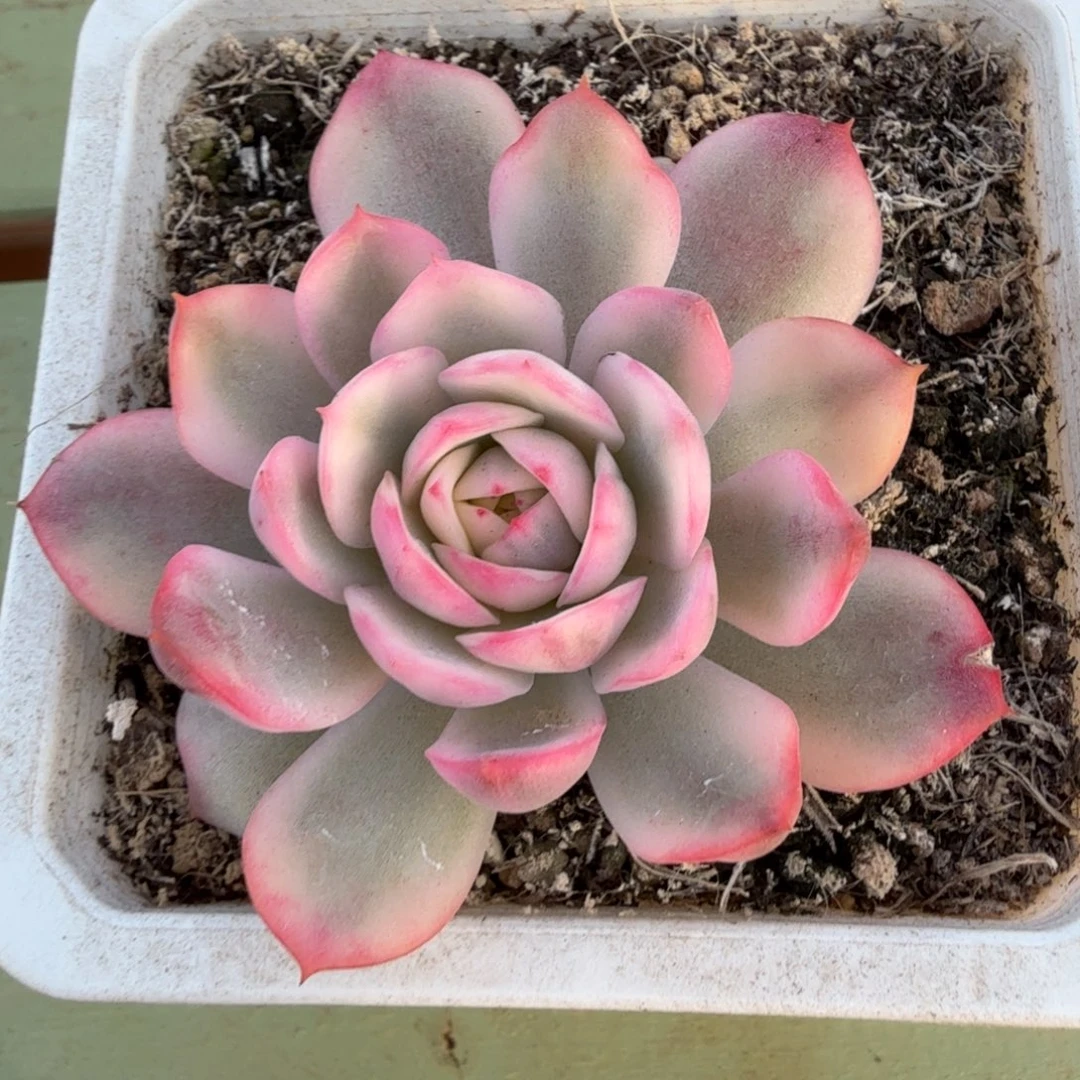 粉水晶锦锦上园艺一物一拍