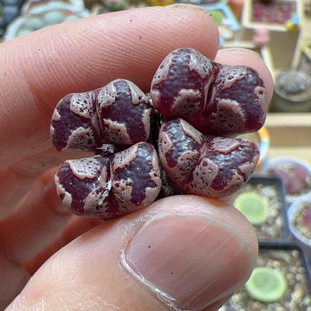 【闪购商品】251 蝴蝶