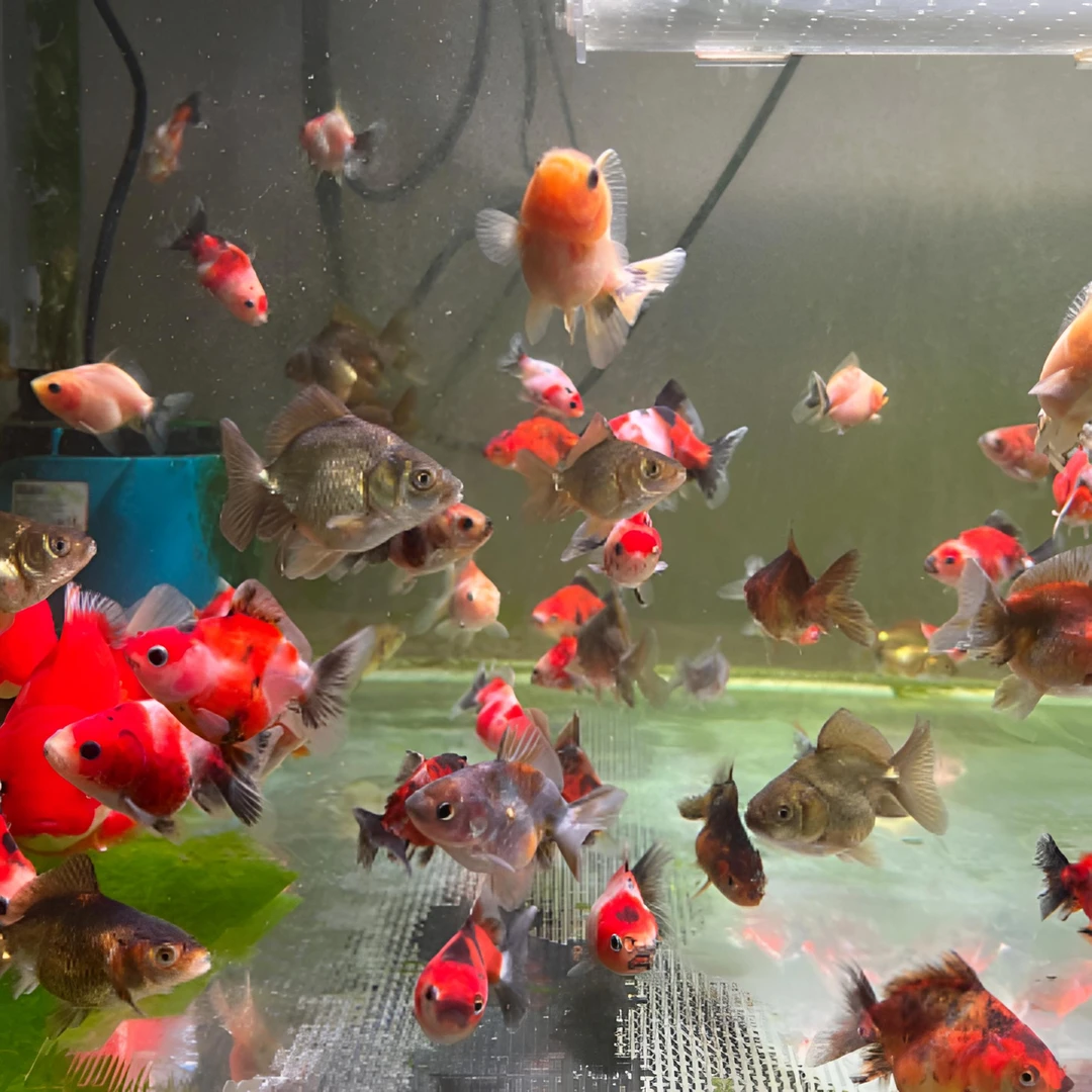 玛丽短尾将军百褶泰狮鱼苗，鱼品质直播为准，包邮包损到家金鱼