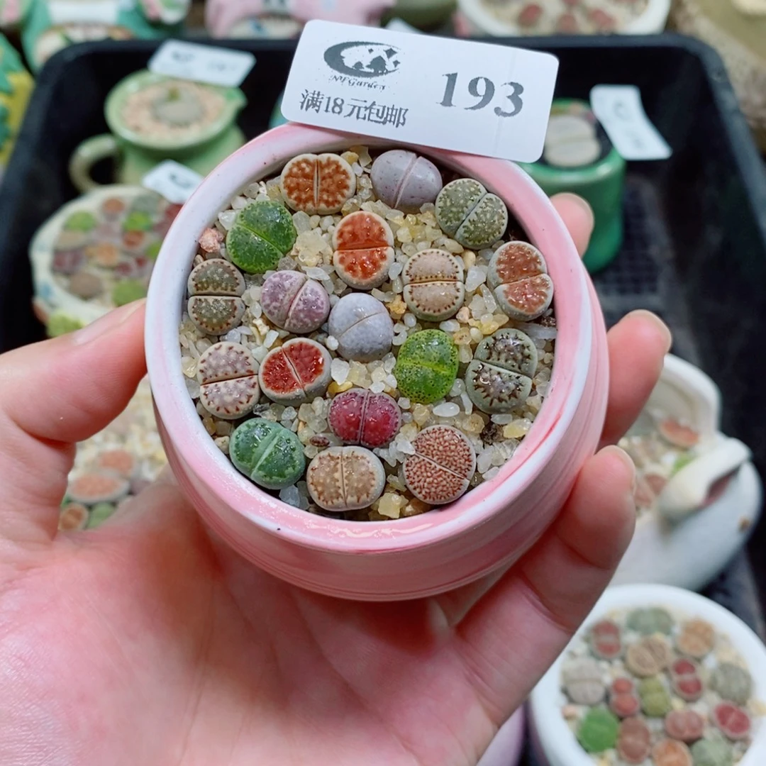 生石花花花花花花花193