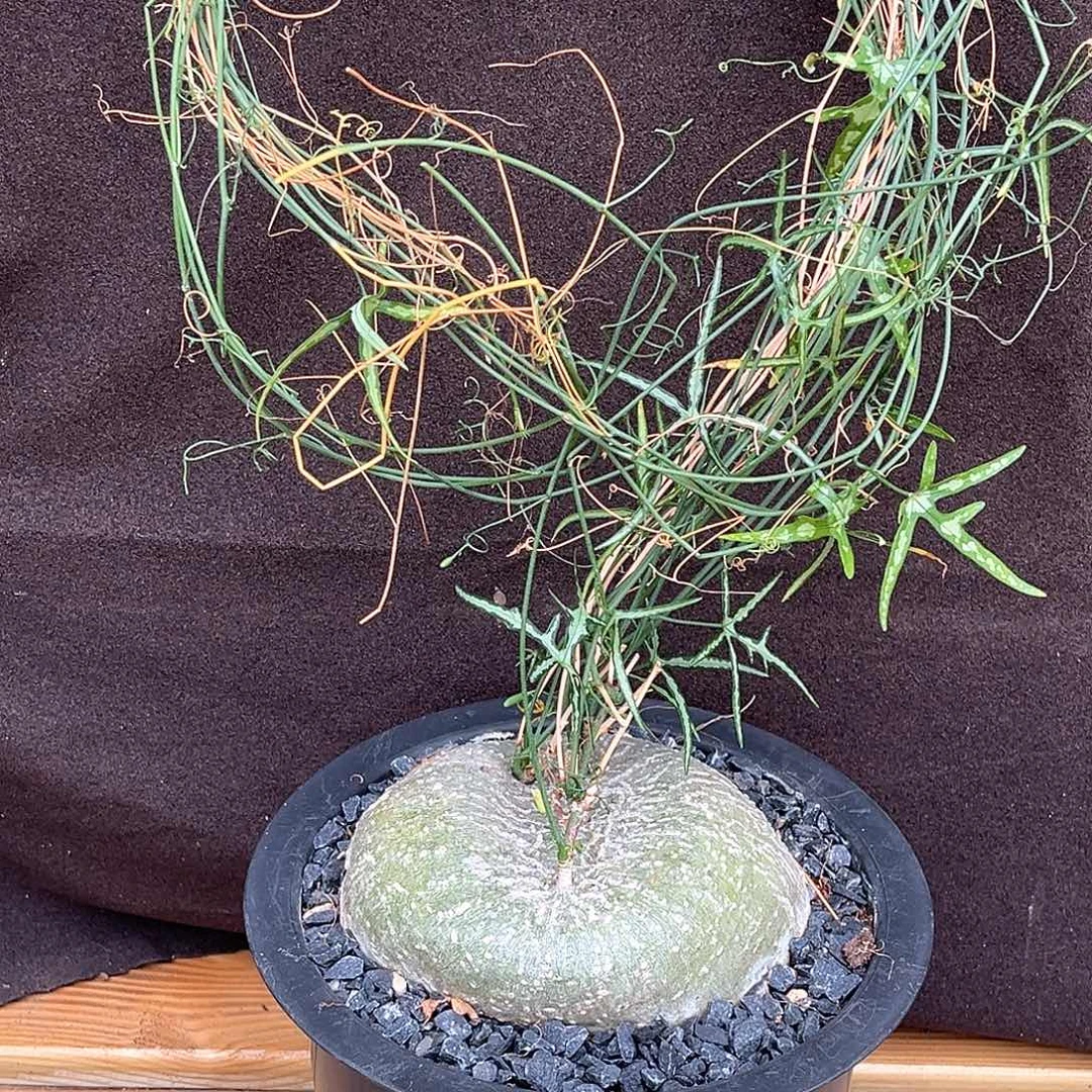 精品彩叶西番莲，细叶版
