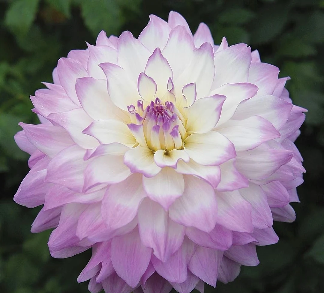 [米兰达]进口大丽花种球盆栽地栽 送化肥