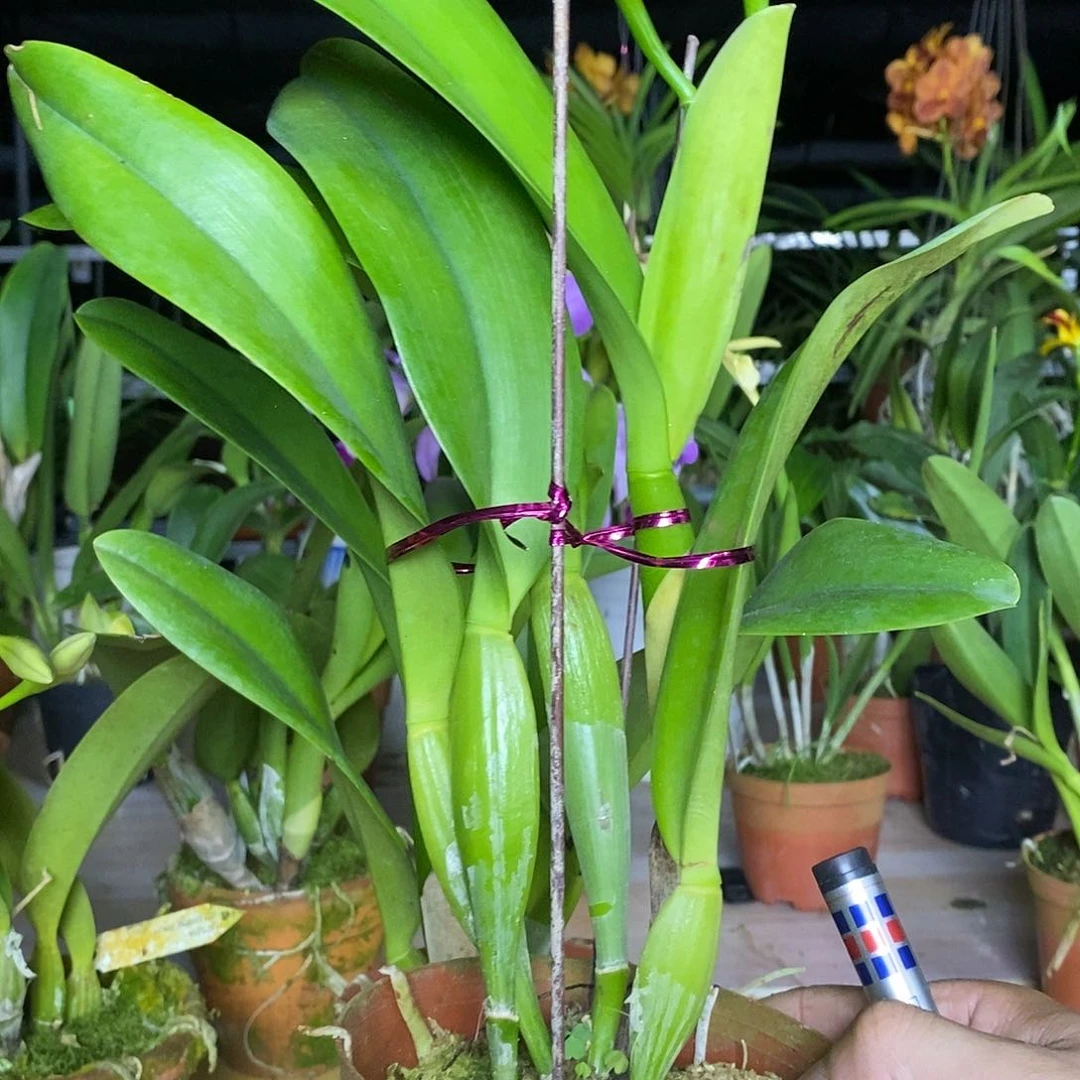 全部花苞用****0曼谷红太阳