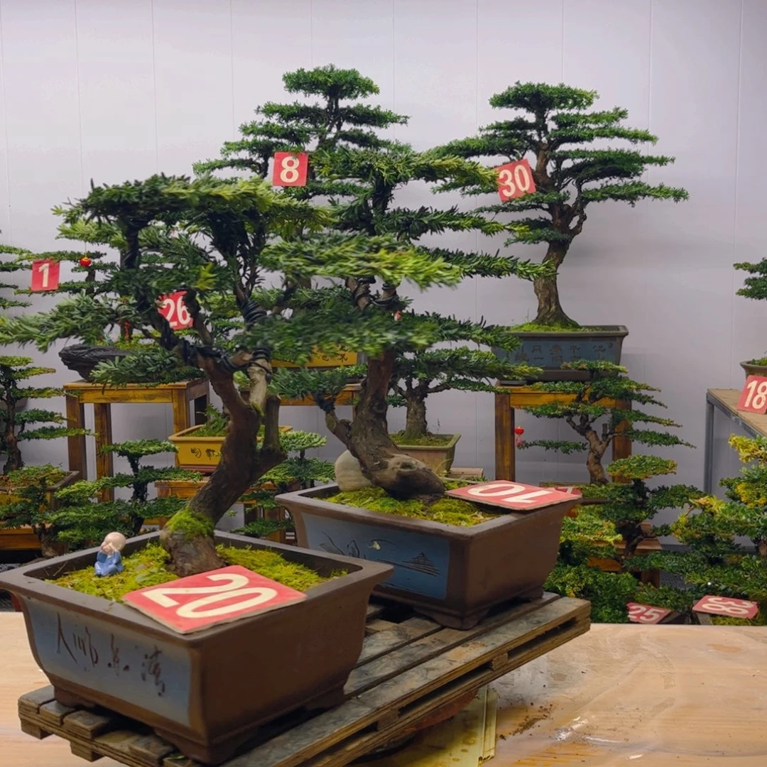 完全开放罗汉松盆景一对