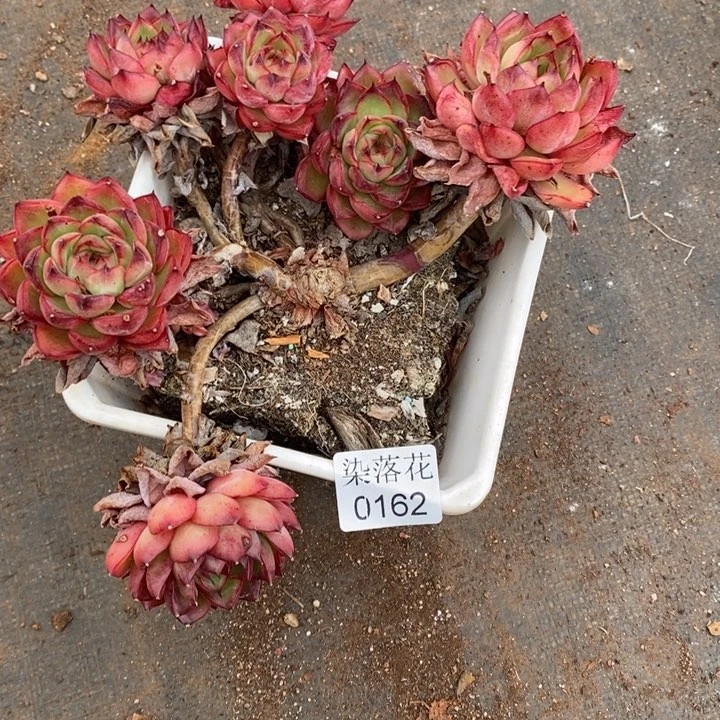 倾***8精品多肉植物0162瑕疵不售后