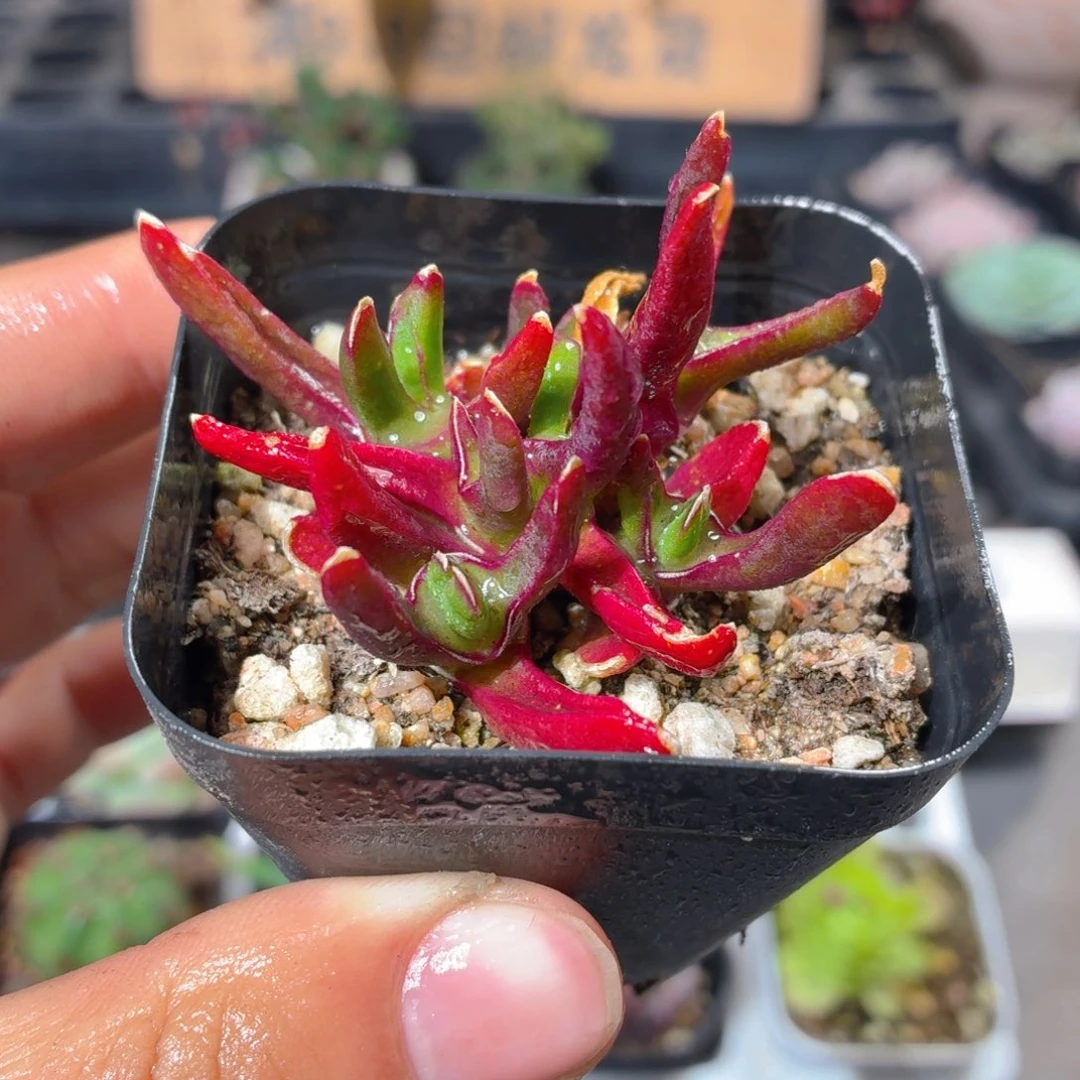 新妖多肉9.9包邮发货