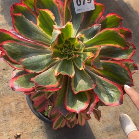 079魅影手捧多肉，