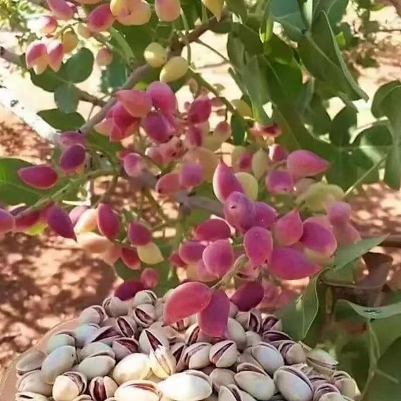 开心果树苗开心果盆栽地栽 当年结果嫁接果树苗盆栽 南方北方种植
