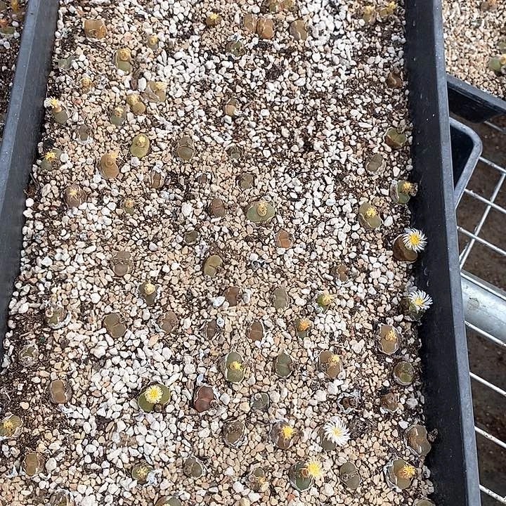 31576一筐    带框发