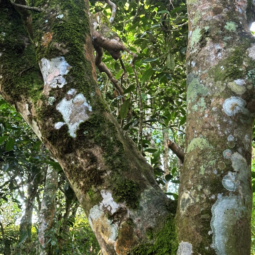 广别古树头春头采