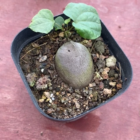 南非象足龟7仙人球