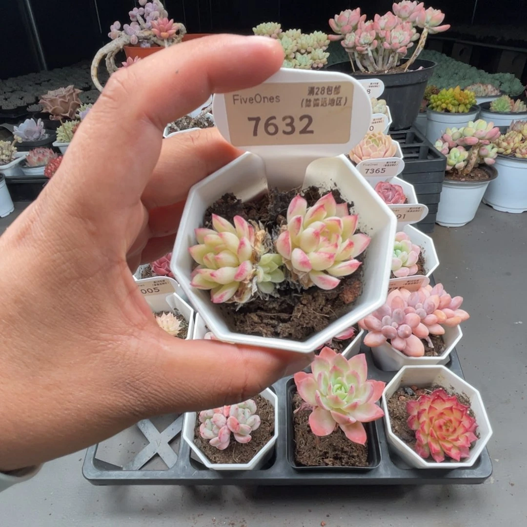 7632女王麦4.5厘米