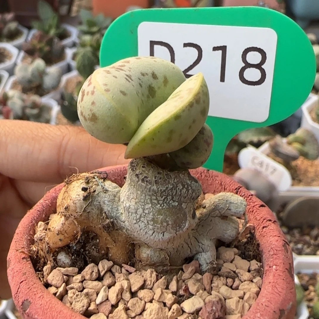 E***O福利花蛋多肉。     218。