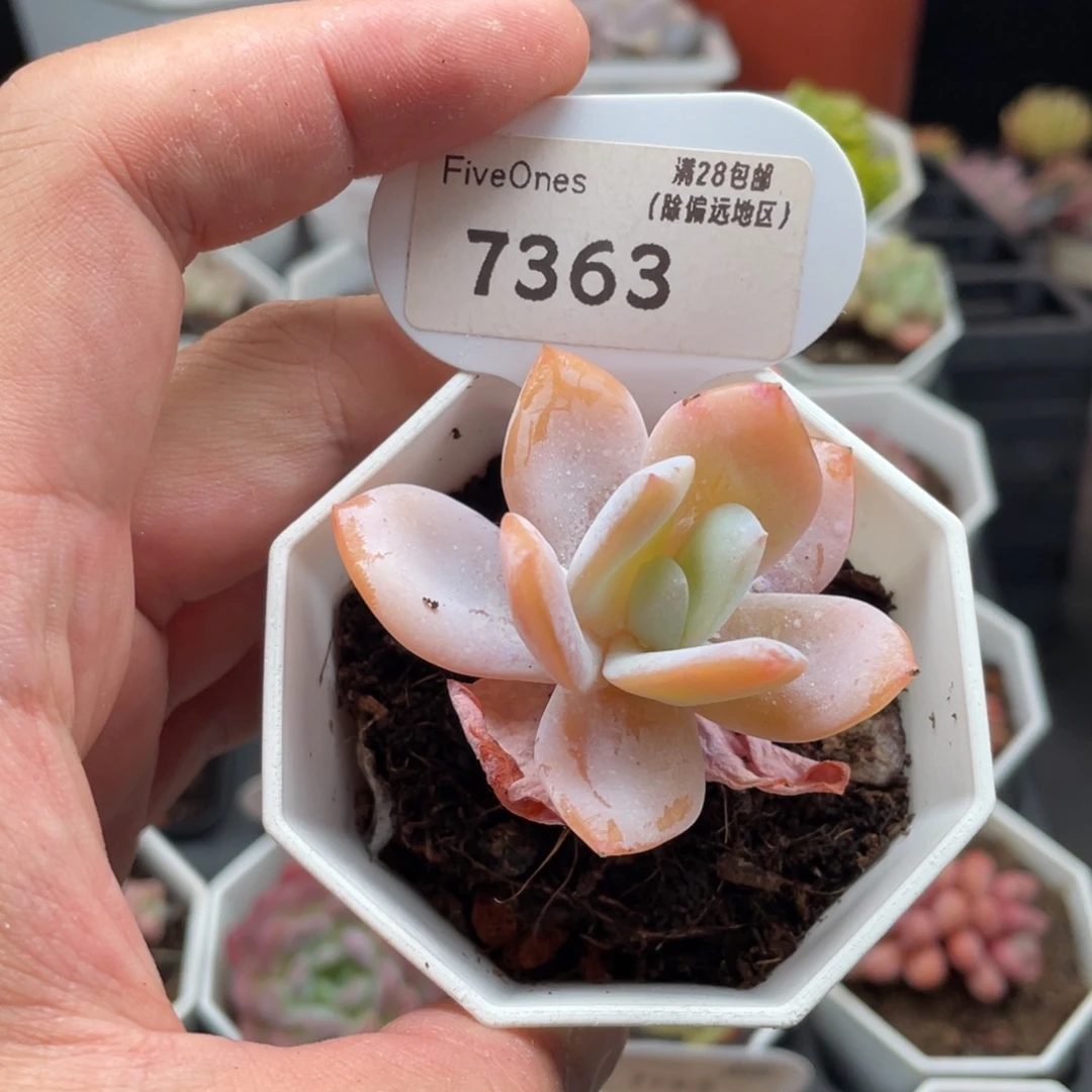 奶茶7363-5.5厘米