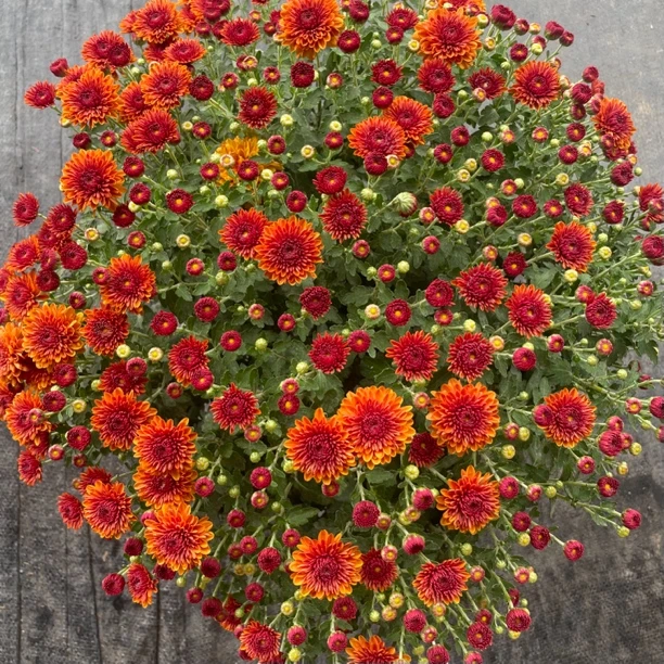 【夕阳橙】千头菊 多年生多季开花植物 庭院阳台新手易养护