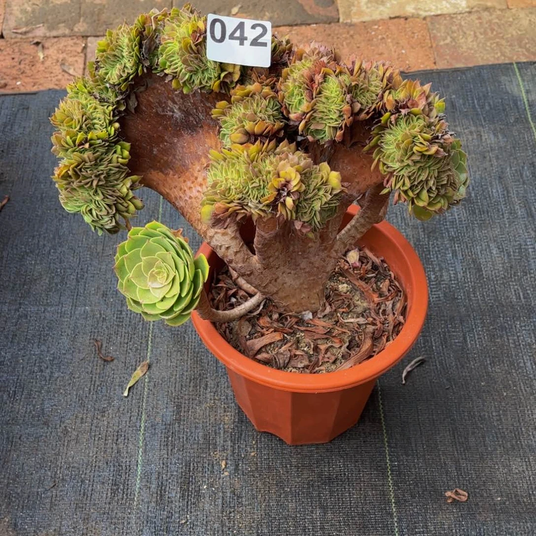 多肉植物万圣节缀042