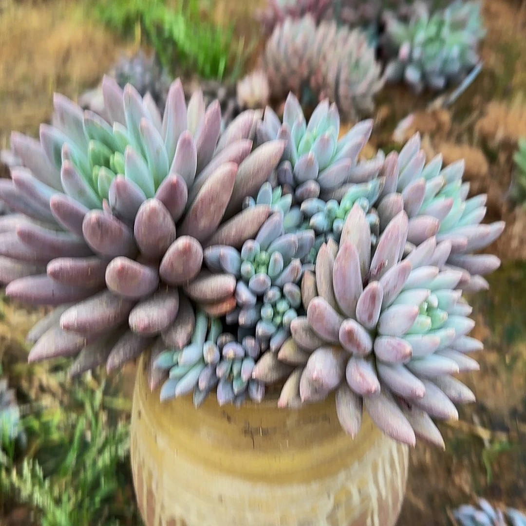 ****李多肉植物水晶球系列