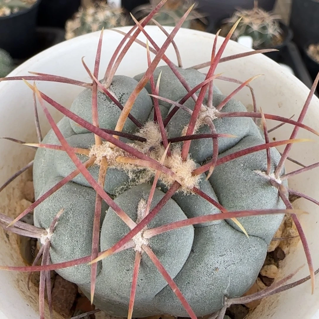 4.9厘米实生太刺绯冠龙多肉