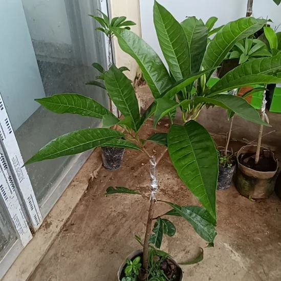 AL一物一拍原盆原土发货