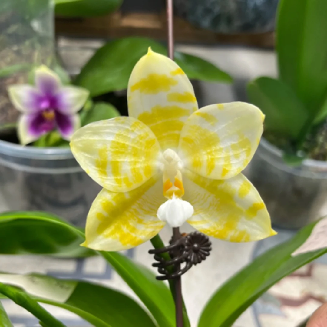 蝴蝶兰 雅风情歌 兰场直发