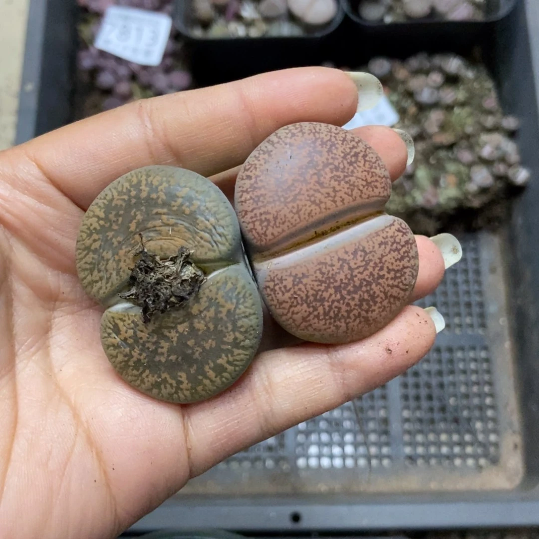 7816特价两颗母本紫熏